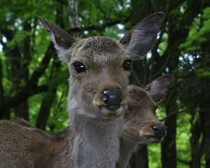 Deer in Nara Prefecture, Japan. Photo: Keith Bramich